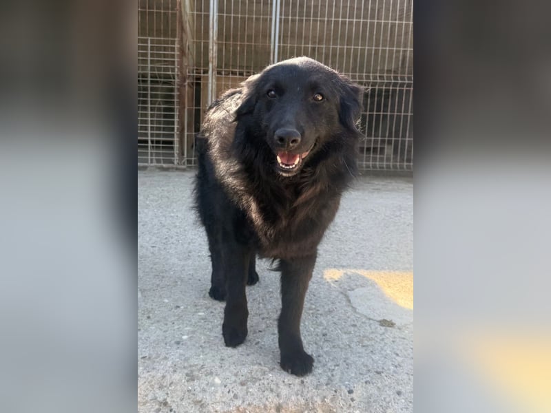 Duke ❤️ aktiver, verschmuster Kroat. Schäferhund-Mix-Rüde!