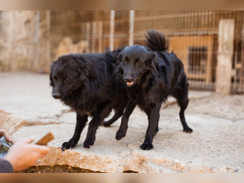 Duke ❤️ aufgeweckter, junger Kroat. Schäferhund-Mix-Bub!