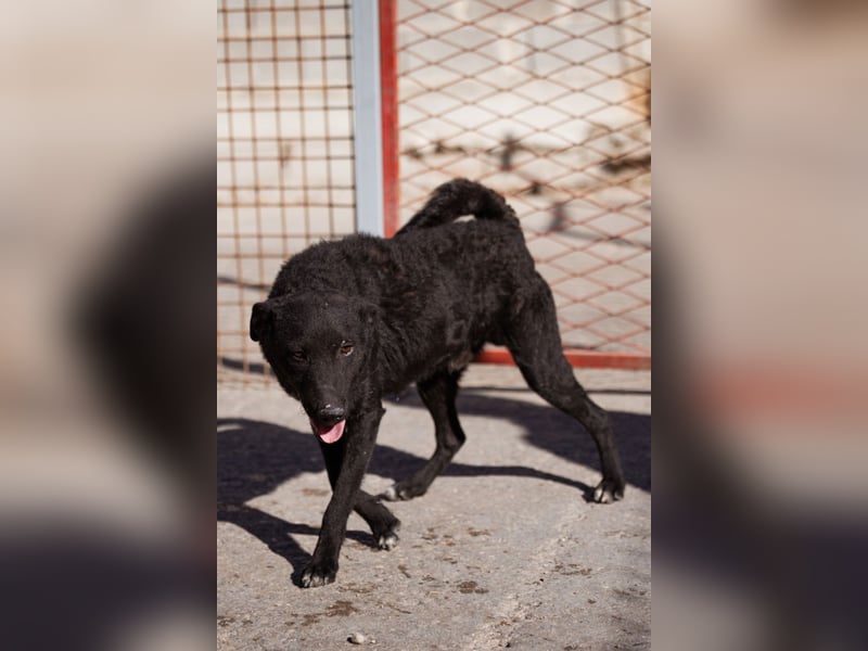 Felix ❤️ froher, süßer, aktiver Mix-Bub!