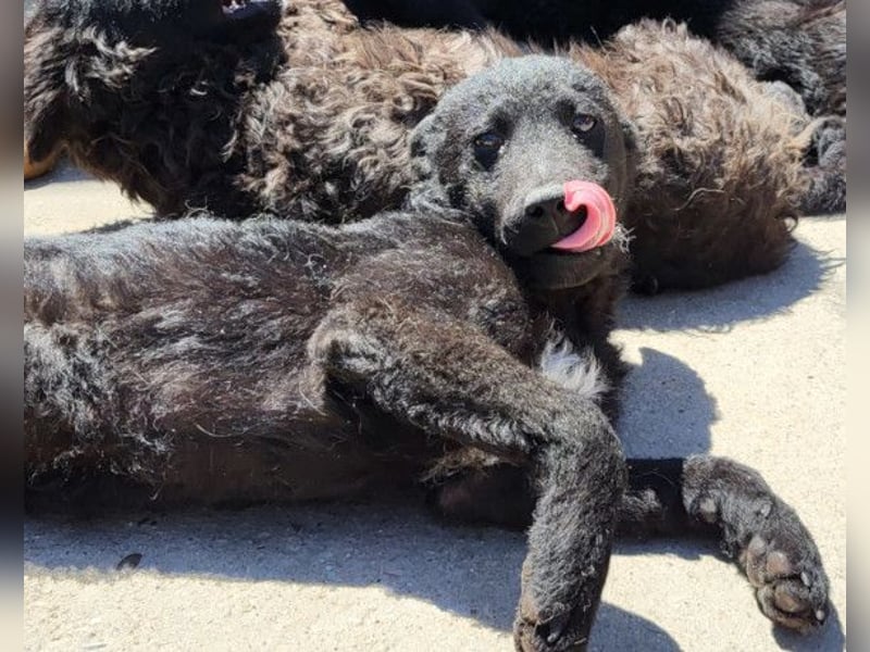 Felix ❤️ froher, süßer, aktiver Mix-Bub!