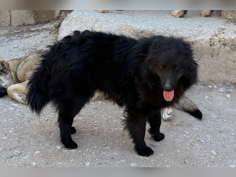 GORDI❤️liebes, verschmustes kroat. Schäferhund-Mix-Mädel