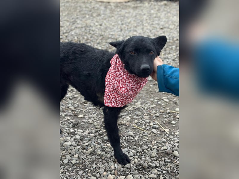 Layla ❤️ sanfte & super liebe junge Maus