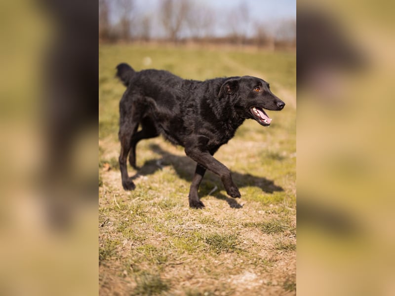 Kim ❤️ so sanfte, liebevolle Hundedame!