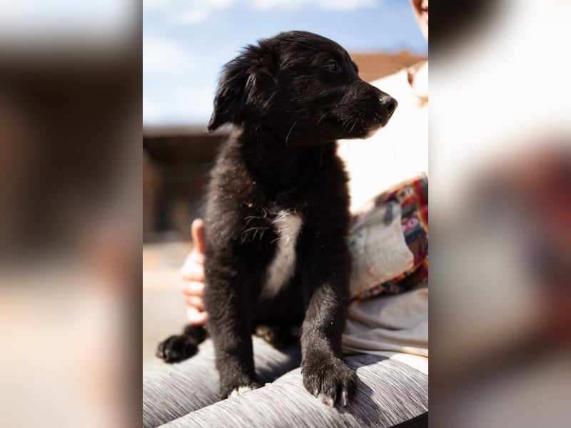 Levi ❤️ neugieriger, so lieber Welpenbub
