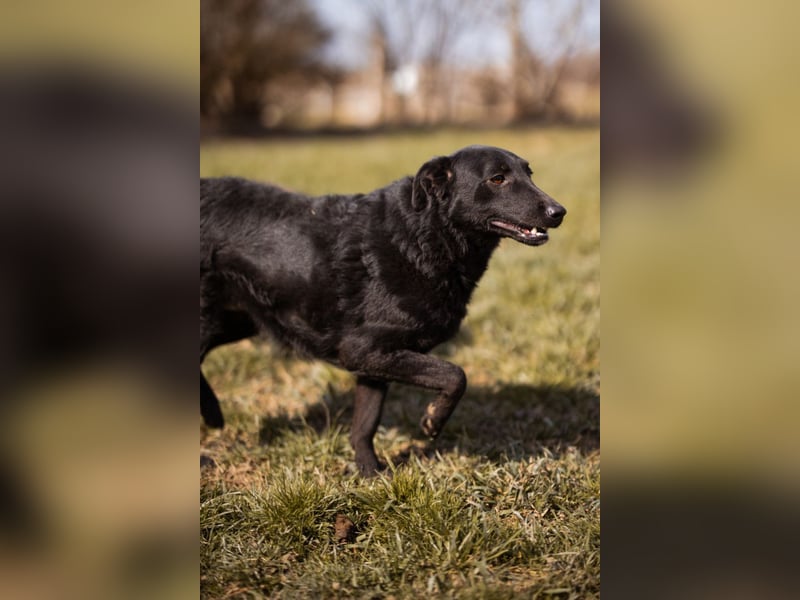 Kim ❤️ so sanfte, liebevolle Hundedame!