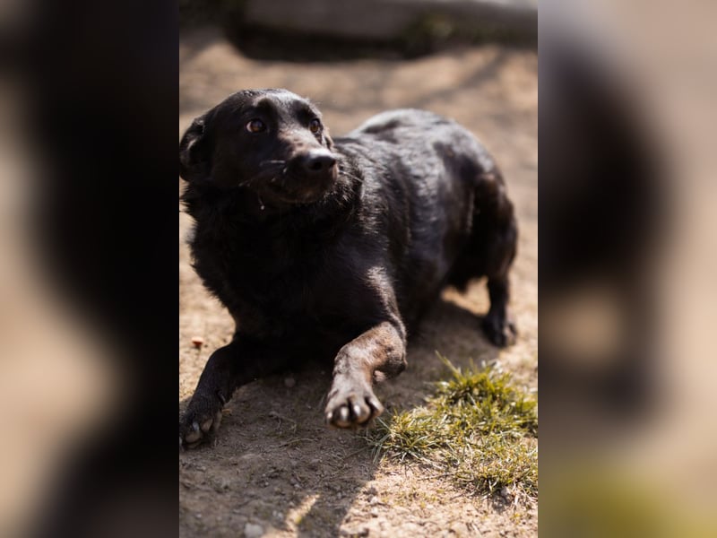 Klara ❤️ frohe, temperamentvolle Kroat. Schäfi-Mix Hündin!