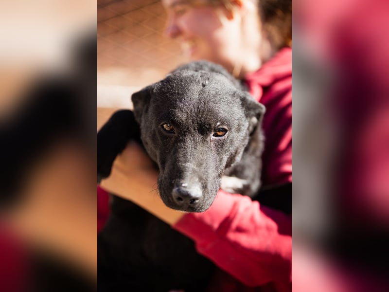 Felix ❤️ froher, süßer, aktiver Mix-Bub!