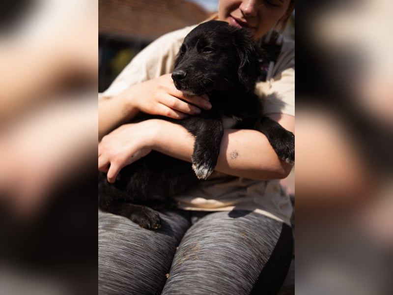 Levi ❤️ neugieriger, so lieber Welpenbub