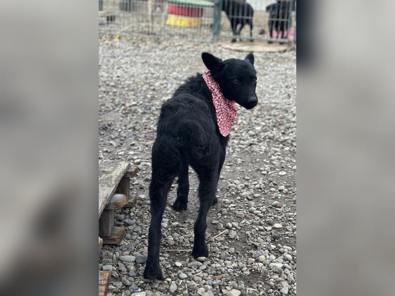 Layla ❤️ sanfte & super liebe junge Maus