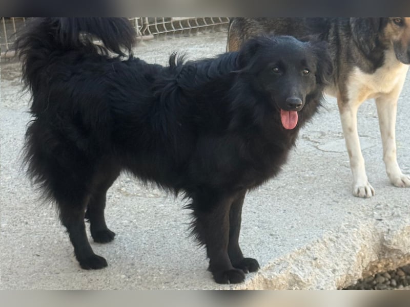 Duke ❤️ aktiver, verschmuster Kroat. Schäferhund-Mix-Rüde!