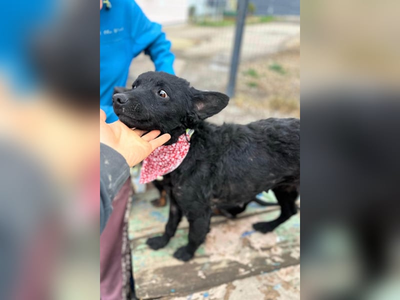 Layla ❤️ sanfte & super liebe junge Maus