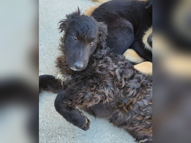 Flynn ❤️ offener, verspielter Kroat. Schäfi-Mix Rüde