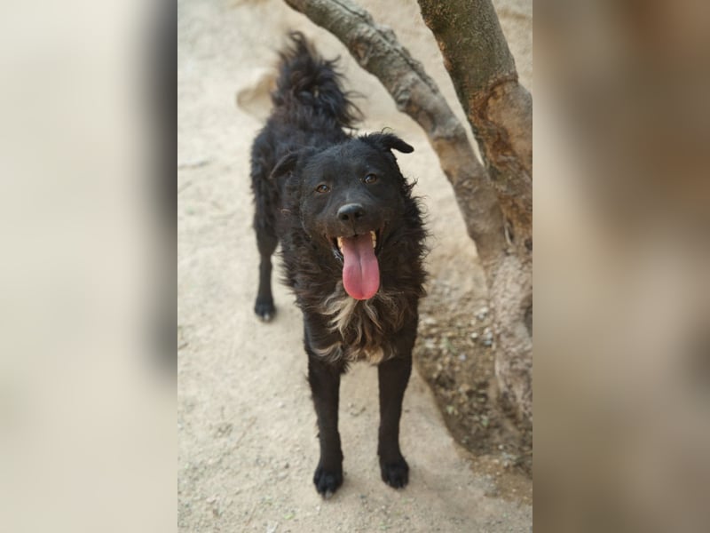 Flynn ❤️ offener, verspielter Kroat. Schäfi-Mix Rüde