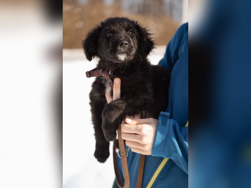 Frka ❤️ so fröhlicher, junger Hundebub!
