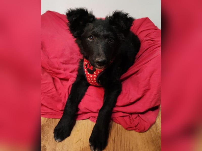 Bailey ❤️ verschmuste, liebe Kroat. Schäfi-Mix Fellnase