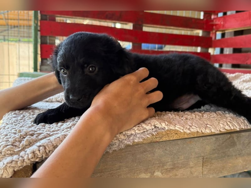 Lupo ❤️ so zuckersüßer, aktiver Welpenbub