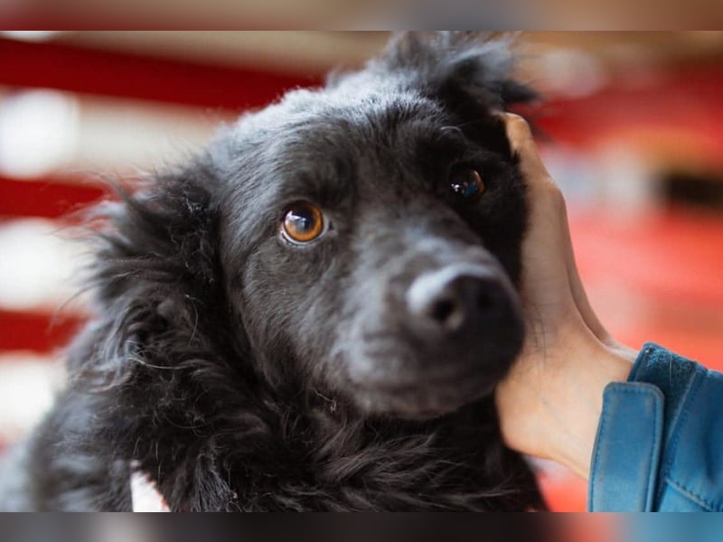 Liebe, junge ♥Lyra♥ kleine, sanfte zauberhafte Seele