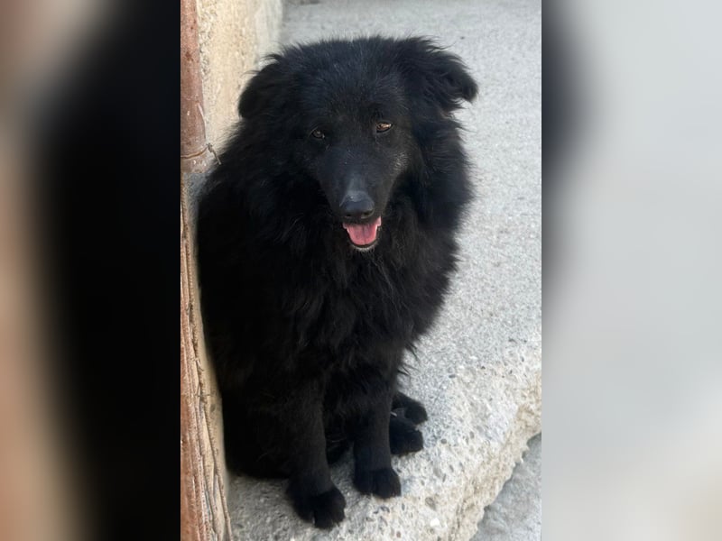 GORDI❤️liebes, verschmustes kroat. Schäferhund-Mix-Mädel