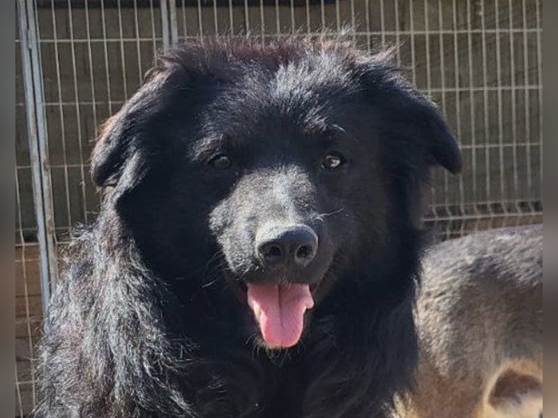 GORDI❤️liebes, verschmustes kroat. Schäferhund-Mix-Mädel