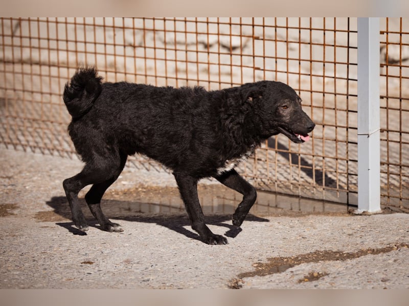 Archie ❤️ so froher, aktiver Hundebub