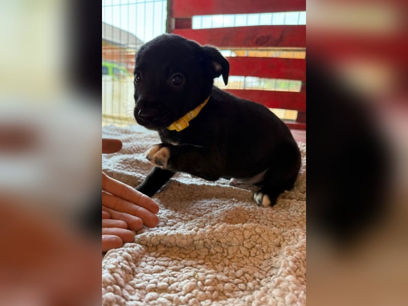 Lino ❤️ neugieriger, schmusiger Welpenbub