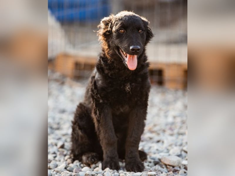 Jungrüde Chandler ♥️ aktiv, klug, freundlich