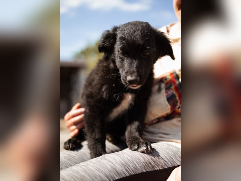 Levi ❤️ neugieriger, so lieber Welpenbub