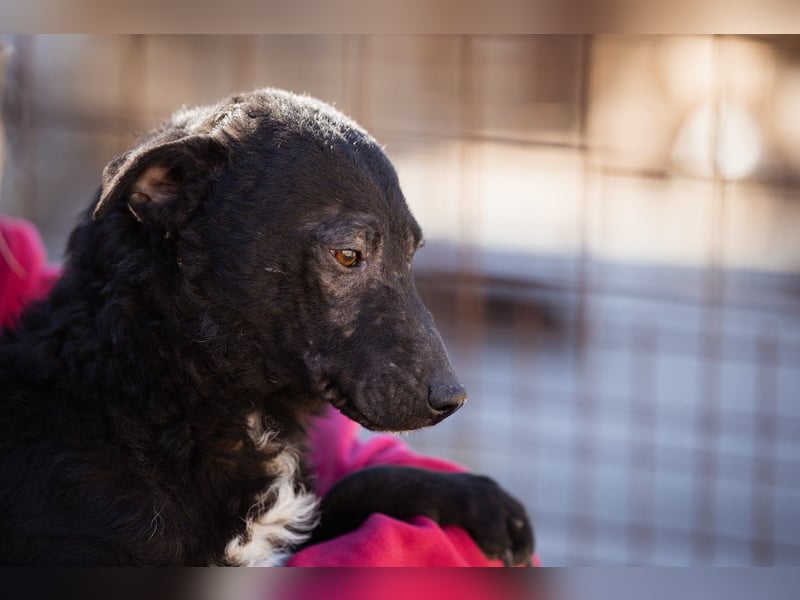 ♥Archie♥ fröhlicher, kuschliger, aktiver Rüden-Bub