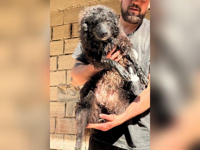 Flynn ❤️ offener, verspielter Kroat. Schäfi-Mix Rüde