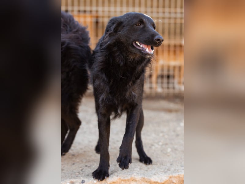 Duke ❤️ aktiver, verschmuster Kroat. Schäferhund-Mix-Rüde!