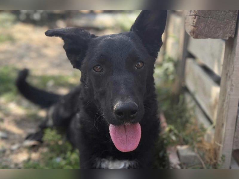 MIMA❤️soziales, kuscheliges und verspieltes Kroat.Schäfi-Mix-Mädchen sucht ihre Familie