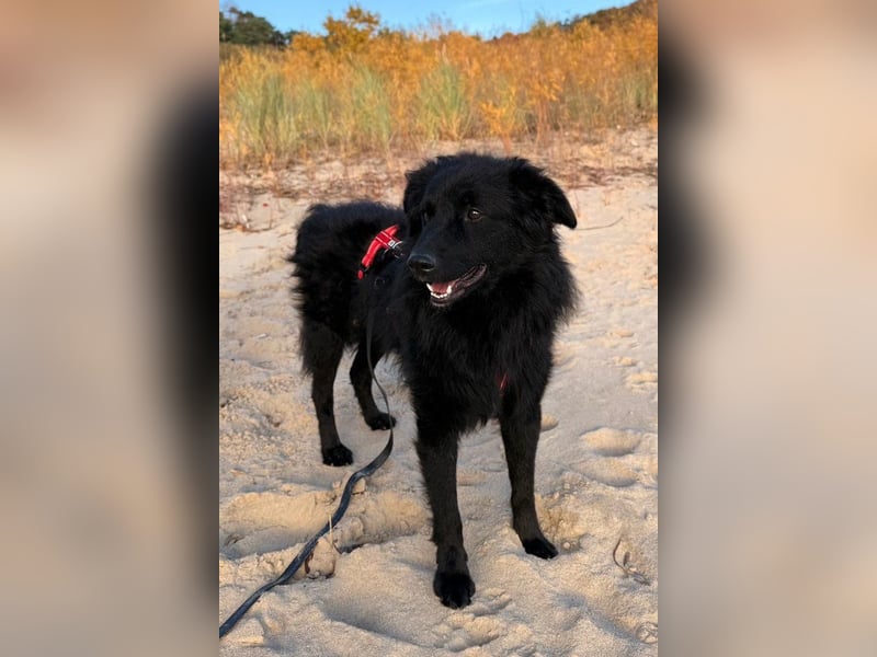 LENZI❤️sanfter Herzenshund wartet schon in 22559 Hamburg auf seine Für-Immer-Familie!