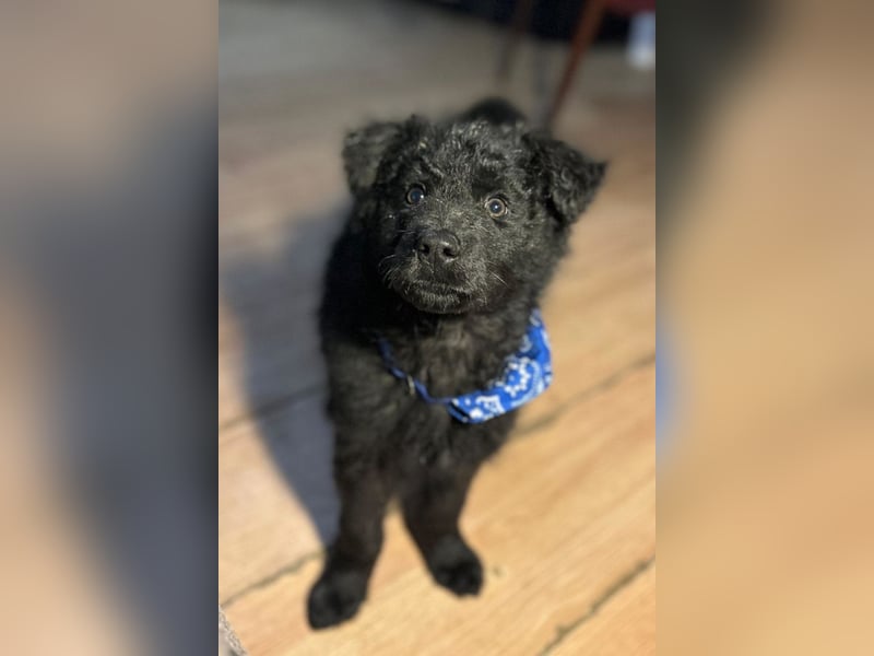 Bore ❤️ aktiver, junger Schäfi-Mix-Bub