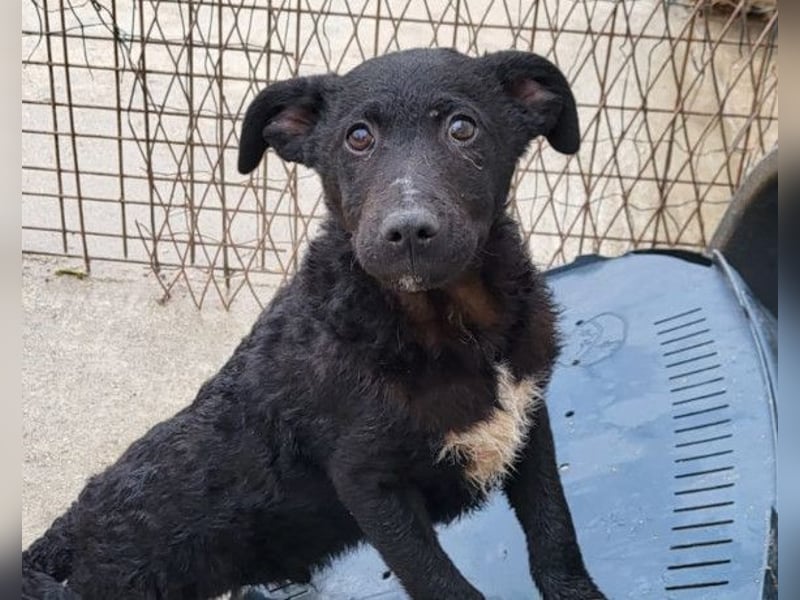 Felix ❤️ froher, süßer, aktiver Mix-Bub!