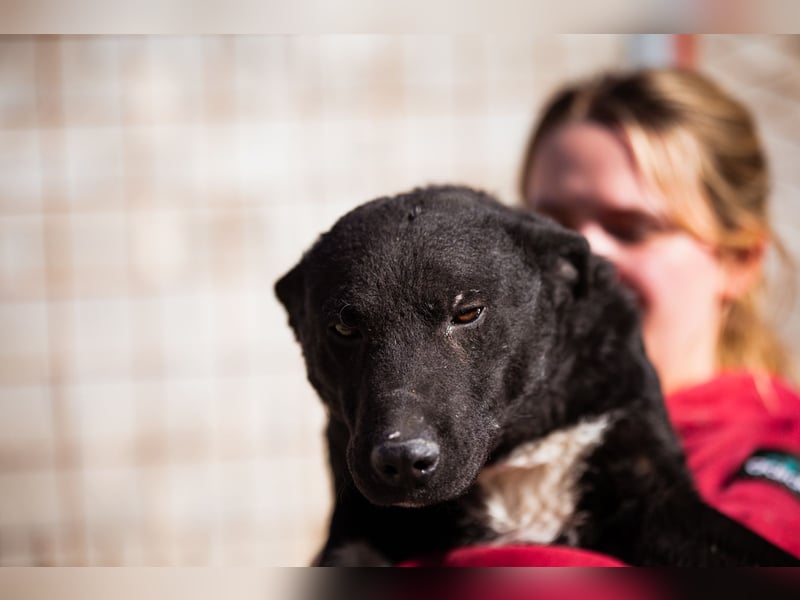 Felix ❤️ froher, süßer, aktiver Mix-Bub!