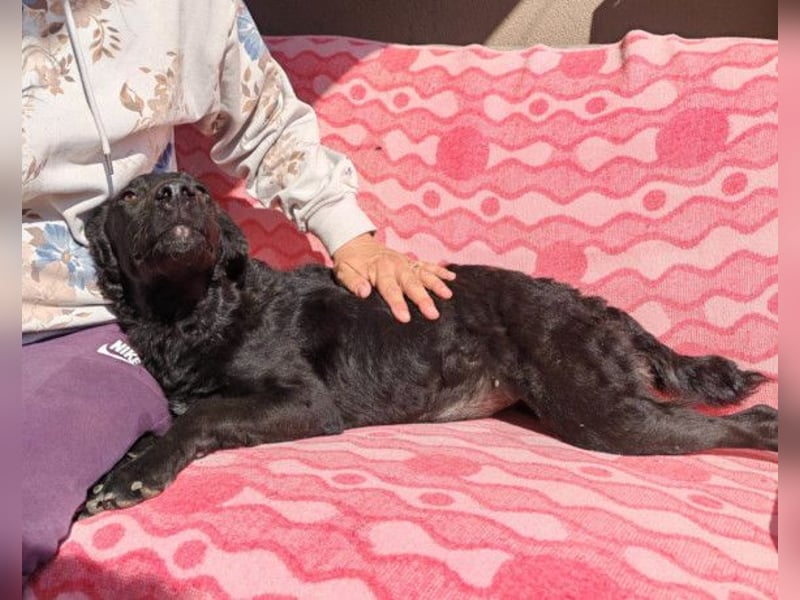 MILA❤️Labbi-Kroat.Schäferhündin-Mix: neugierig, klug & liebevoll MILA❤️Labbi-Kroat.Schäferhündin-Mix: neugierig, klug & liebevoll