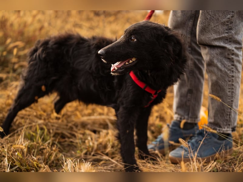 Bailey ❤️ verschmuste, liebe Fellnase