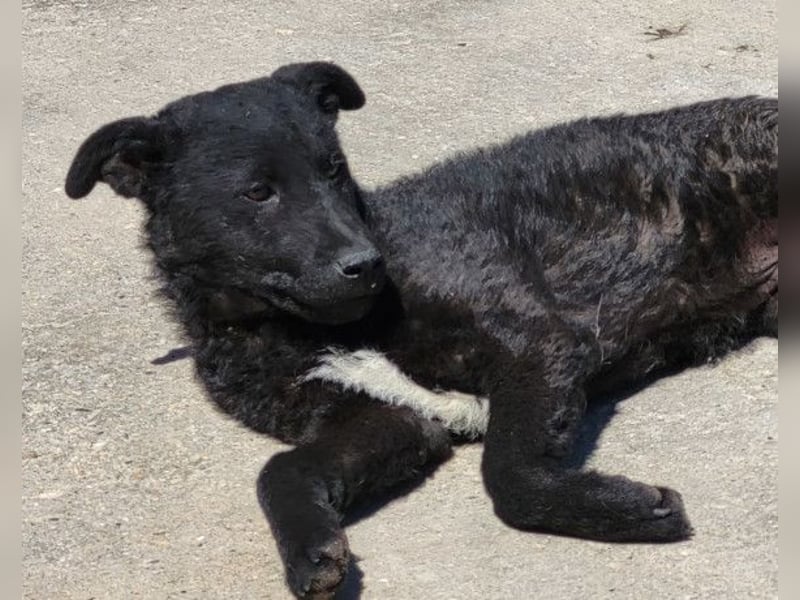 Felix ❤️ froher, süßer, aktiver Mix-Bub!