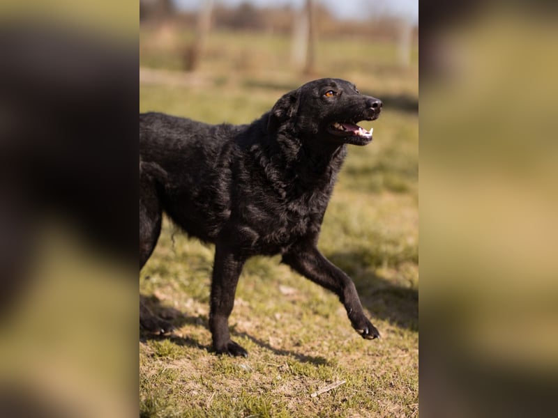 Kim ❤️ so sanfte, liebevolle Hundedame!