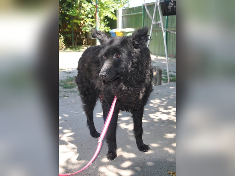 Juliska ❤ sanfte und liebe Hündin