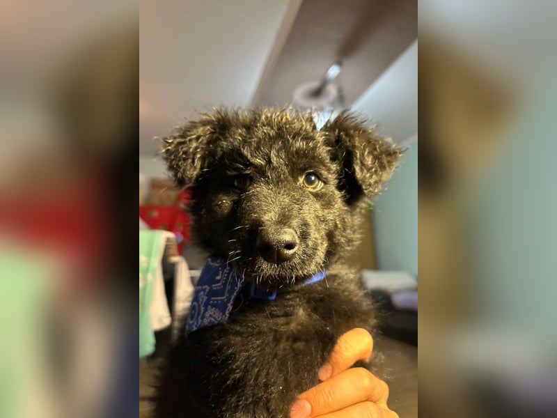 Bore ❤️ aktiver, junger Schäfi-Mix-Bub