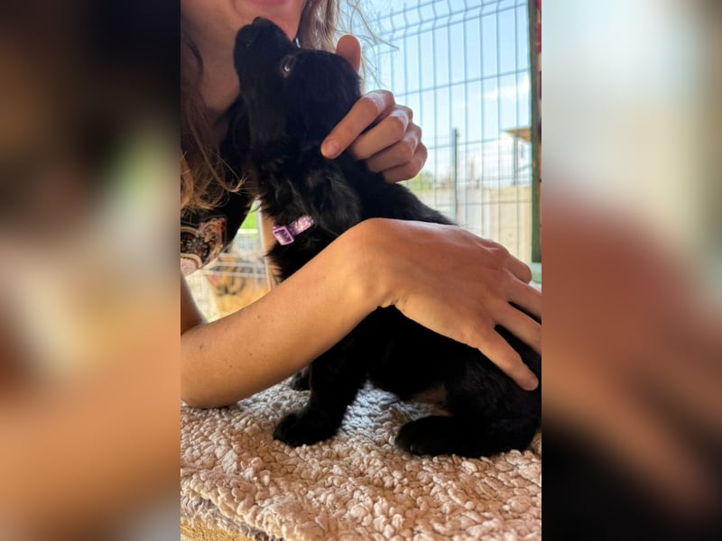 Lupo ❤️ so zuckersüßer, aktiver Welpenbub