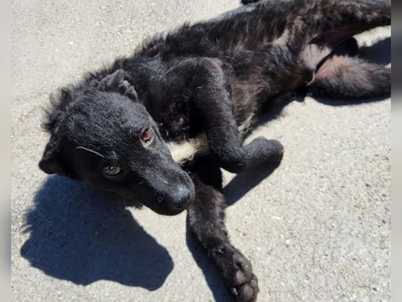 Felix ❤️ froher, süßer, aktiver Mix-Bub!