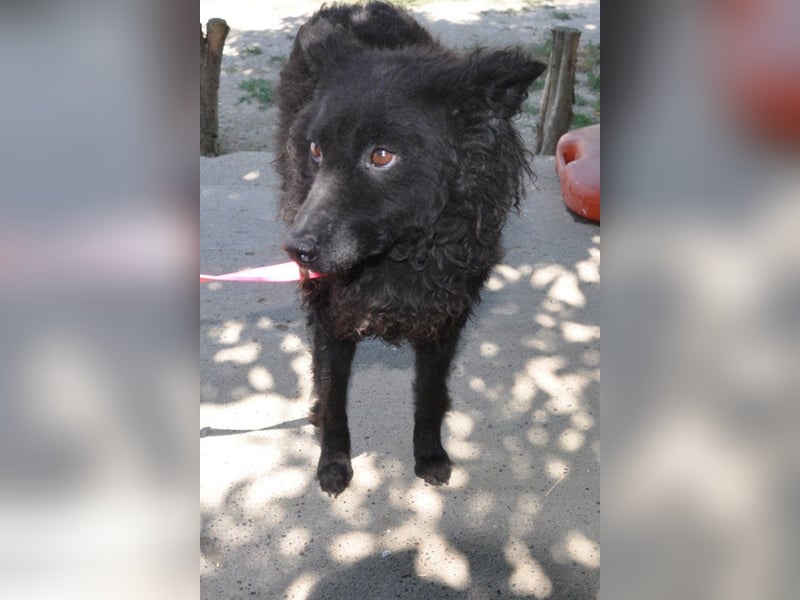 Juliška ❤ sanfte und zärtliche Hündin