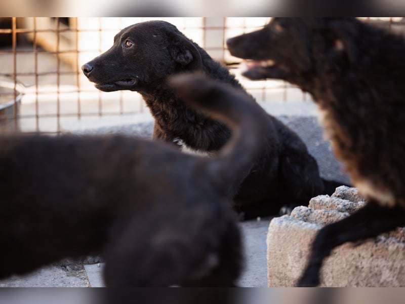 Vinn ❤️ schmusiger, süßer Bub sucht Liebe Vinn ❤️ schmusiger, süßer Bub sucht Liebe