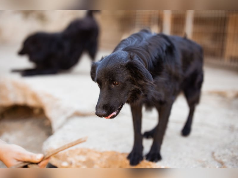 Duke ❤️ aufgeweckter, junger Kroat. Schäferhund-Mix-Bub!