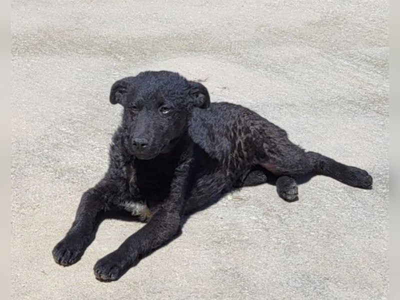Vinn ❤️ schmusiger, süßer Bub sucht Liebe