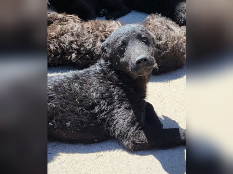 Felix ❤️ froher, süßer, aktiver Mix-Bub!