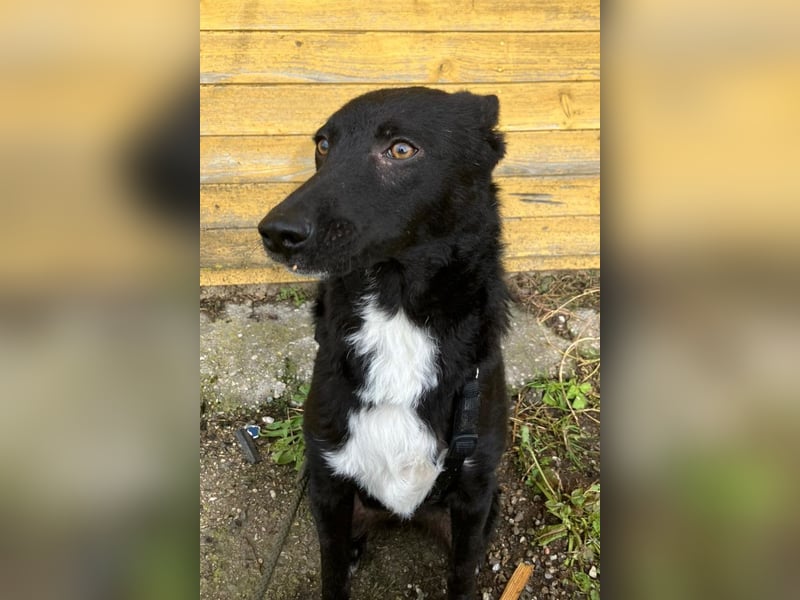 Elsie ❤️ wartet in 09648 Mittweida