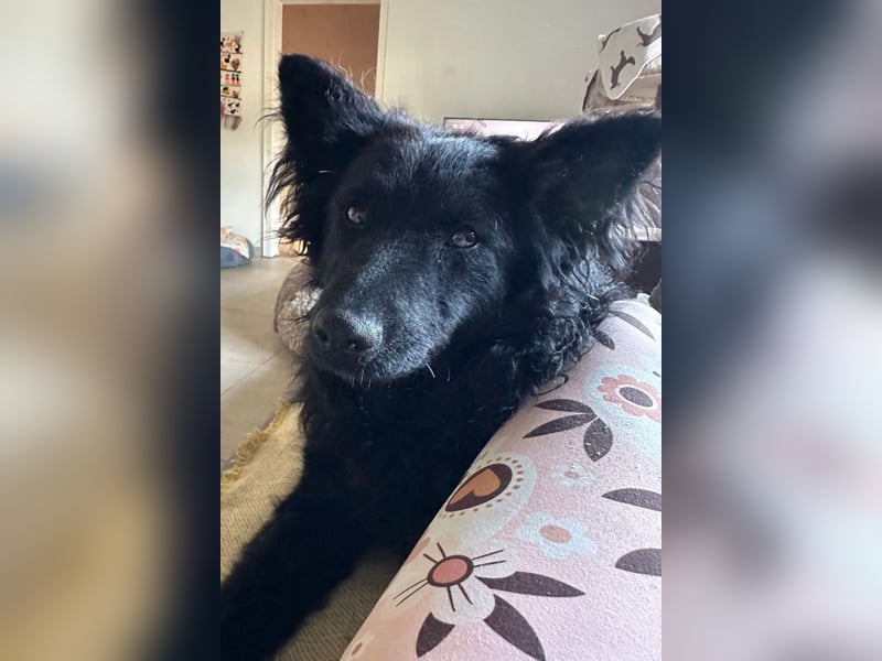 Ayla ❤️ wartet in 31621 Pennigsehl auf dich